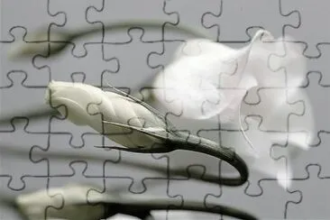 flores jigsaw puzzle