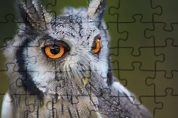corolhins jigsaw puzzle