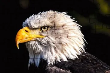 Ãguia Americana