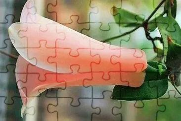 flores jigsaw puzzle