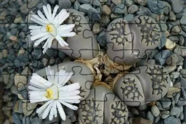 flores jigsaw puzzle