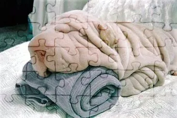 fofo jigsaw puzzle