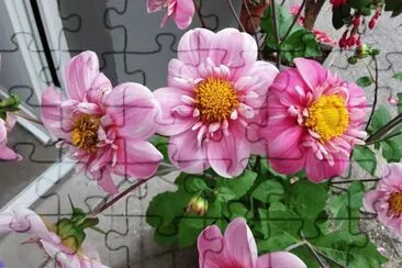 Dahlia jigsaw puzzle