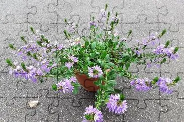 fleur