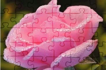pink rose jigsaw puzzle