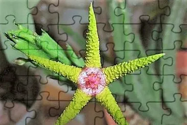 flores jigsaw puzzle