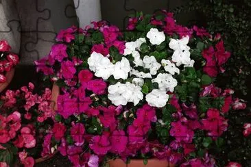 Impatiens jigsaw puzzle