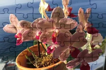 פאזל של orchidea