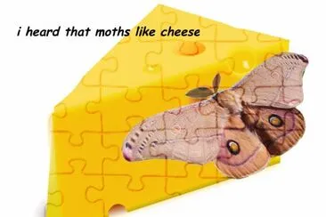 c he e se
