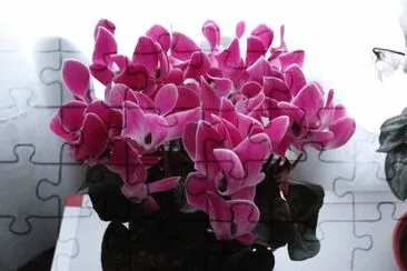 cyclamen jigsaw puzzle
