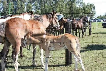 potrillo jigsaw puzzle