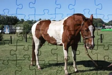 caballo 2 jigsaw puzzle