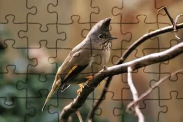 Yuhina