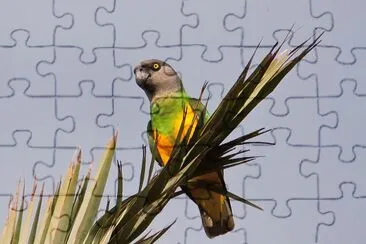 Pappagallo del senegal