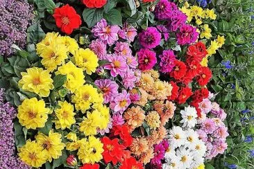 flores jigsaw puzzle