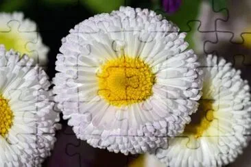 margÃ¡