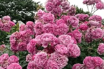 flores jigsaw puzzle