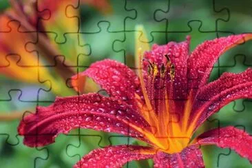 Lirio jigsaw puzzle