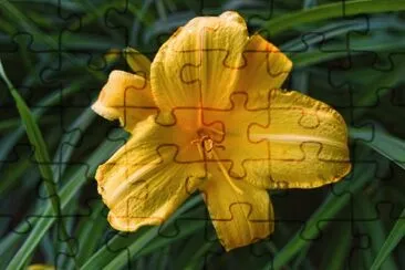 Lirio jigsaw puzzle
