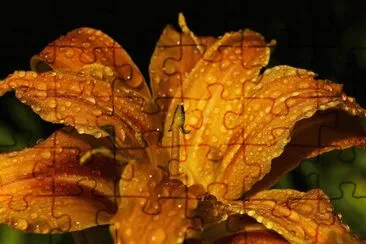 Lirio jigsaw puzzle