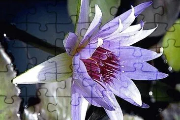 flores jigsaw puzzle