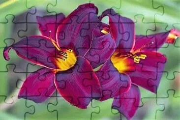flores jigsaw puzzle