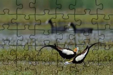 Jacana codalunga jigsaw puzzle