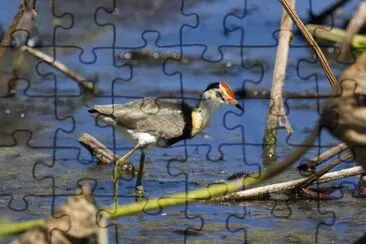 Jacana crestata jigsaw puzzle