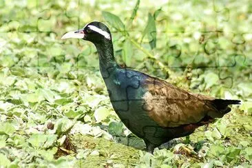 Jacana alibronzo jigsaw puzzle