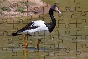 Oca gazza jigsaw puzzle