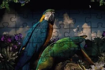 Two parrots