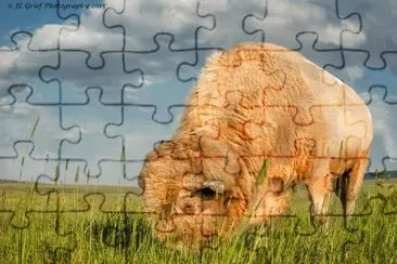white buffalo