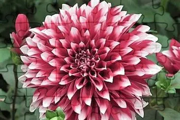 flores jigsaw puzzle