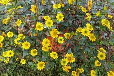 Fleurs jigsaw puzzle