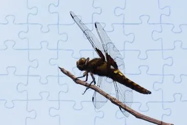 030618 jigsaw puzzle