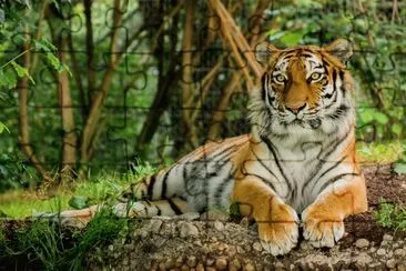 Tiger Mood (LOL) jigsaw puzzle