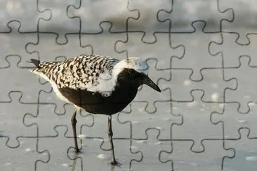 Pivieressa jigsaw puzzle