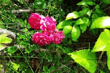 Rosier