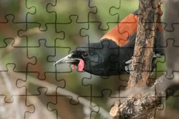 Tieke jigsaw puzzle