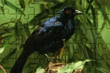 Manucode jigsaw puzzle
