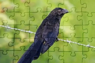 Ani jigsaw puzzle