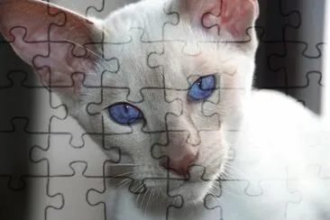 Siamese bianco