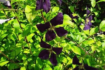Clematites