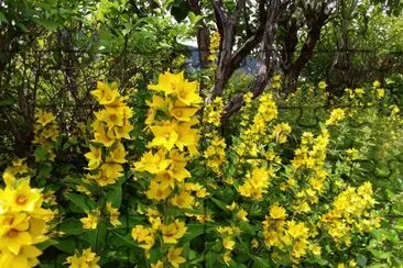 Fleurs