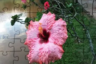 flores