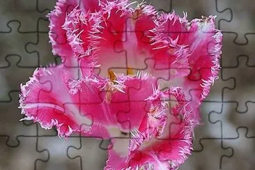 flores jigsaw puzzle