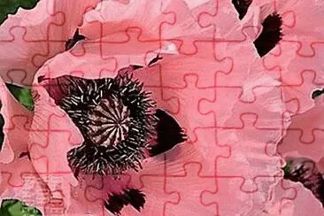flores jigsaw puzzle