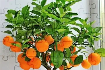 frutas