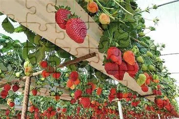frutas jigsaw puzzle