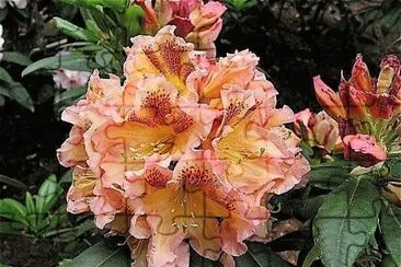 flores jigsaw puzzle